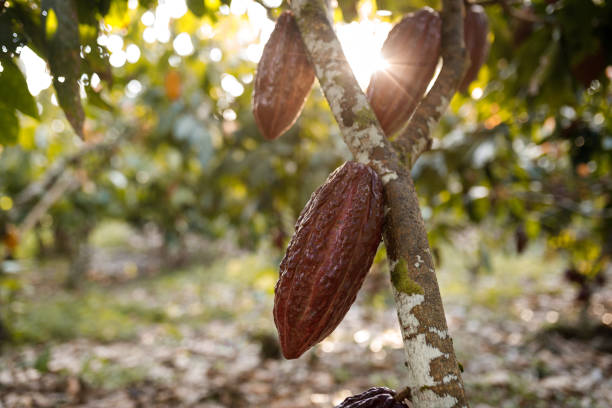 About CocoaNexus